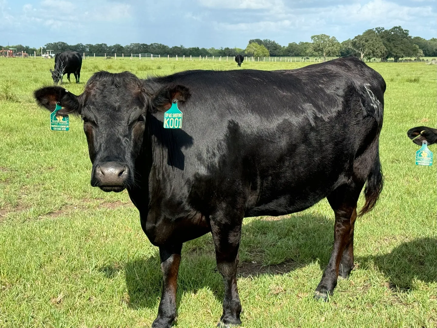 A Fullblood Wagyu female wearing a Texas Prime Cattle Company ear tag, standing in pasture