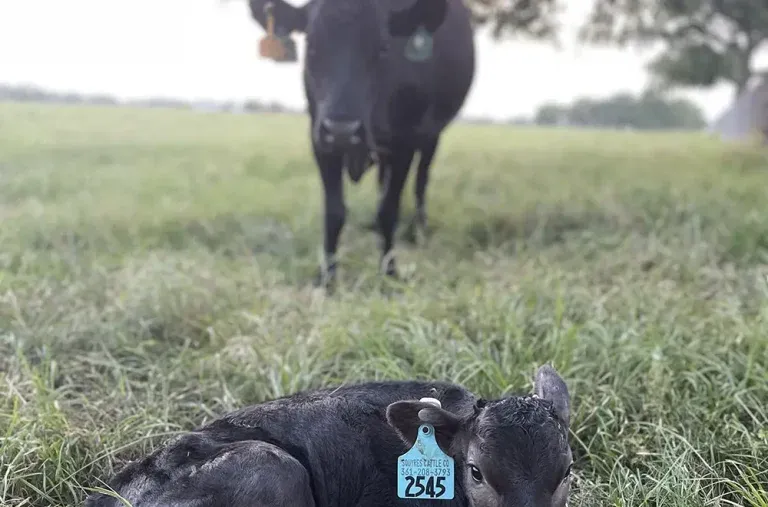A Wagyu cow standing with her newborn calf in pasture