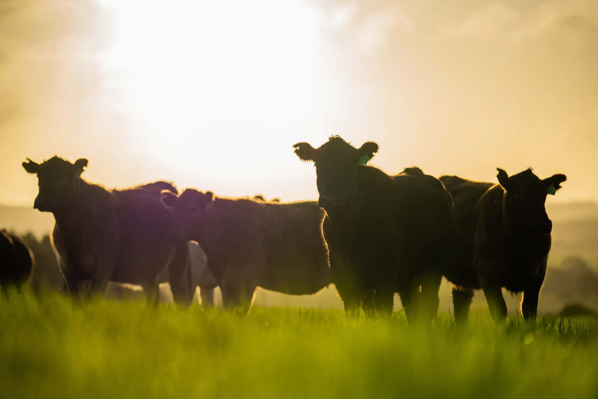 Wagyu cattle grazing in open pasture, backlit by low evening sun